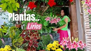 TÁ CHEIO DE FLORES LINDAS NESSE QUINTAL DE CASA 