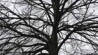 Small-leaved lime - entire tree - January 2020