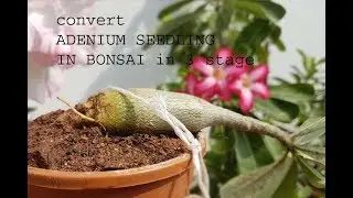 give ADENIUM a different look from seedling in three stages