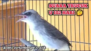 Suara Burung Trucuk Seratus Dua Hari Dan Update Perkembangan Trucukan