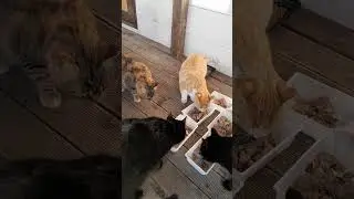 애들아 산천어 먹어 는 봤니?♡♡♡
