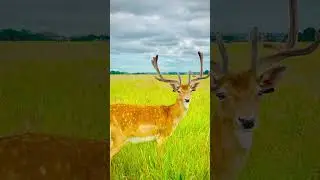 Up Close with Beautiful Deers at Dublin's Open Zoo Park - A Must-See Experience!