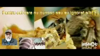 217. Albina - Diminuarea riscului de imbolnavire a puietului.