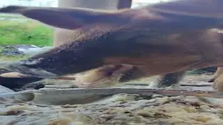 Feeding Baby Piglet Red Bull Bullet #pig