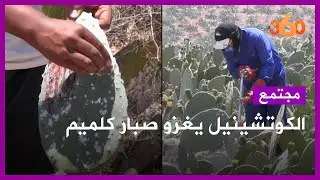 حشرة 