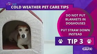 Winter-care 101 tips for your pets