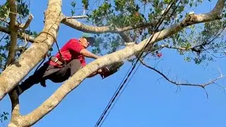 Cưa cây kim  can với cây dừa ,Gặp gió ,Cưa cây kỷ thuật cao