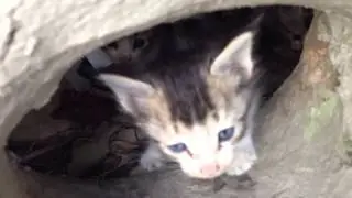 Cats in clay oven