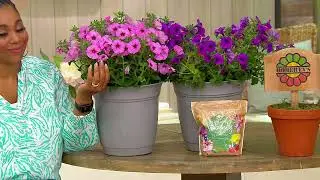 Roberta's 4-piece DuraBloom Series Petunias Auto-Delivery on QVC