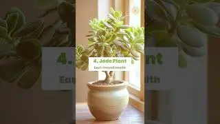 Vastu plants in home | Plants According to Vastu Shastra |