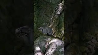 &bull; every climb starts with a few small steps 🏔️🐈  #pallascat  #manulive  #sonyfx30  #shorts