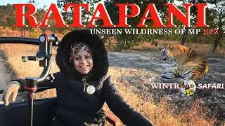 An unforgettable winter morning safari in the hidden wild heart of Ratapani |Unseen wilderness of MP