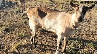 Signs Your Goat Is In Heat