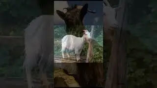 Disabled Vet's Pension Check Eaten by Goat