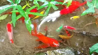 Catching Colorful Ornamental Fish in a Pond | So Satisfying!