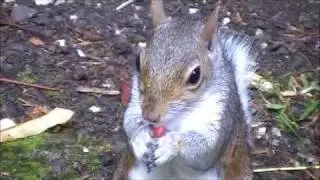 Dunfermline glen a  day out with the squirrels