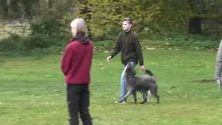 Hasenhirsch Jana (2,5 Jahre) BH/VT (Begleithundeprüfung) am 06.11.2021