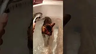 Shower Cat: The Coolest Feline Spa Experience! 🌊😻 #cute #new_cat #kotoverse #bengalcat #short #котик