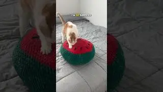Я бы хотел оставить эту кошачью лежанку себе, она такая удобная! #катушки #кот