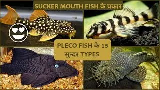 TYPES OF PLECO FISH IN HINDI