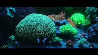 coral Hammer gold