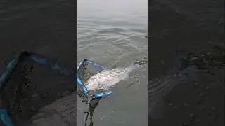 Fishing Lake Lanier January Striped Bass