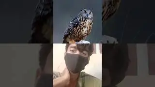 🫨 Eagle 🦅 Owl 🦉😲Vs peregrine Falcon #eagles #owl #wildlife ##shortsfeed #baj ##kabootar #airport#koy