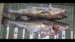 WONDERLAND CODLING.....