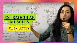 Extraocular Muscles | Part 1 | Recti