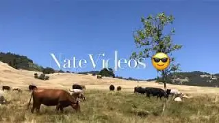 Santa Ysabel East $