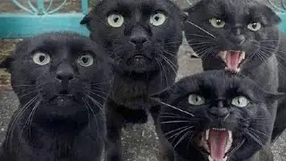 Kucing Hitam Yang Lucu 😹 Funny Cats Videos #funny #cat #kucing