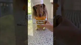 Dog friendly pumpkin spice latte! #recipe #dachshund #dogrecipe #dogs #autumn