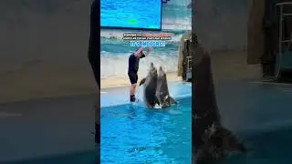 Plan Your Visit at Dubai Dolphinarium &middot; Indoor Fun for All Ages
