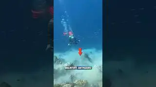 Divers Caught in 7.2 Magnitude Earthquake Underwater Chaos Caught on Camera!