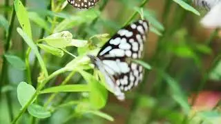 Butterflies All a Flutter