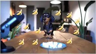 Mini dachshund dog eating banana, ASMR dog , MUKBANG 먹방