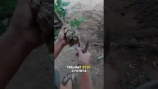 Turun Cangkok Loa  #bonsaiindonesia #indonesia #purworejo #bonsai