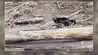 Rare sighting of wolverine reported near Portland