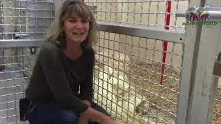 Alison is with one of our new arrivals, Toprish, who you can see on the new series of Monkey Life!