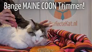 Hoe ik een HELE BANGE MAINE COON trim