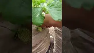 #fypシ゚viral #strawberry #fypシ゚viral #petikstroberi #magelang