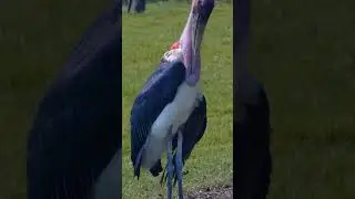 EP01. Marabou stork birds beautiful #birds #birdsounds #birdspecies #nature #birdsmusic