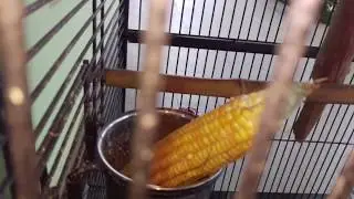 How To Protect Your Parrots From Rats