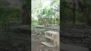 Really Creative Quick Pigeon Trap #shorts #create #traps