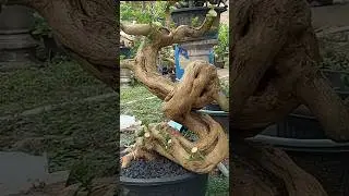 FORMING DRAGON CHARACTERS