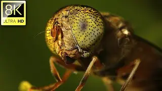 Nature in Macro | Collection in 8K ULTRA HD (60 FPS) | Satisfying Film With Relaxation Music | 04