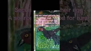 Importance of Native Chicken