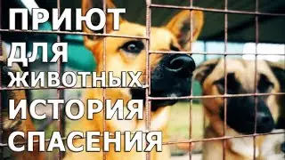 Приют для животных История спасения