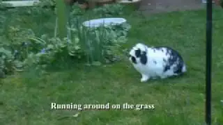 funny bunny tricks