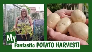 15 Weeks Waiting: REVEALING My First Early Potato Crop